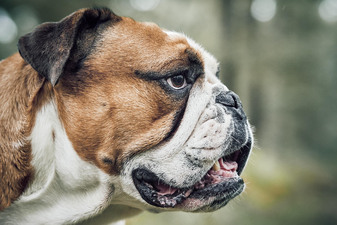 dog, bulldog, animal, pet, forest, nature, portrait