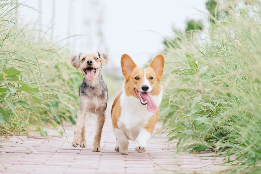 pembroke-welsh-corgi-and-brown-dog-running-between-grasses-73flblfuksy